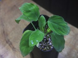 画像1: Homalomena sp. Nanga Pinoh【TB1505】