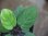画像3: Homalomena sp. "Circle Leaf" from Resun Pulau Lingga【AZ0517-11】 (3)