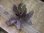 画像3: Bucephalandra sp. "Serimbu2" Landak【TB1907】大株 (3)