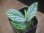 画像1: Begonia sp. " 碧 " from Lubuklinggau【AZ1123-9】 (1)