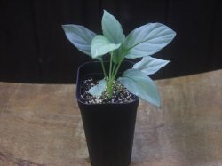 画像4: Homalomena cf. humilis Sumatera Barat【LA0719-02】