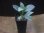 画像4: Homalomena cf. humilis Sumatera Barat【LA0719-02】 (4)