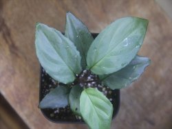 画像1: Homalomena sp. "Silver Bullet GR" from Pulau Lingga【AZ0917-1】