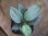 画像1: Homalomena sp. "Silver Bullet GR" from Pulau Lingga【AZ0917-1】 (1)