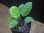 画像2: Homalomena sp. "Circle Leaf" from Resun Pulau Lingga【AZ0517-11】 (2)