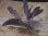 画像3: Bucephalandra sp. "Serimbu2" Landak【TB1907】大株 (3)