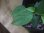 画像3: Homalomena sp. Solok Sumatera【LA1122-04】 (3)