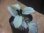 画像2: Homalomena sp. "Silver Bullet GR" from Pulau Lingga【AZ0917-1】 (2)