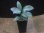 画像4: Homalomena cf. humilis Sumatera Barat【LA0719-02】 (4)