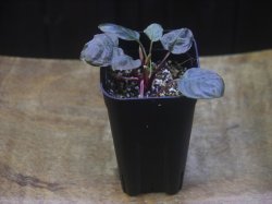 画像4: Homalomena terajaensis Labi Burunei【TB】