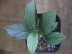 画像1: Homalomena cf. humilis Sumatera Barat【LA0719-02】