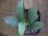 画像1: Homalomena cf. humilis Sumatera Barat【LA0719-02】 (1)