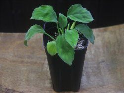 画像4: Homalomena sp. Nanga Pinoh【TB1505】