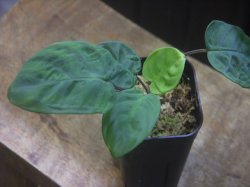 画像1: Homalomena sp. from Peninsular Malaysia【AZ0517-23】