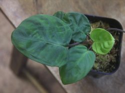 画像2: Homalomena sp. from Peninsular Malaysia【AZ0517-23】