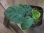 画像2: Homalomena sp. from Peninsular Malaysia【AZ0517-23】 (2)