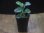 画像4: Homalomena sp. Solok Sumatera【LA0117-01】 (4)