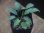 画像1: Homalomena sp. Riau Sumatera【LA0815-01】 (1)
