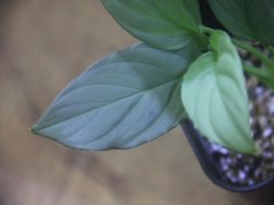 画像3: Homalomena cf. humilis Sumatera Barat【LA0719-02】