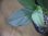 画像3: Homalomena cf. humilis Sumatera Barat【LA0719-02】 (3)