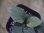 画像3: Homalomena sp. Solok Sumatera【LA1122-04】 (3)