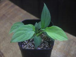 画像2: Homalomena sp. Solok Sumatera【LA1122-04】