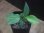 画像2: Homalomena sp. Solok Sumatera【LA1122-04】 (2)