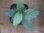 画像2: Homalomena cf. humilis Sumatera Barat【LA0719-02】 (2)