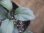 画像3: Homalomena sp. "Silver Bullet GR" from Pulau Lingga【AZ0917-1】 (3)