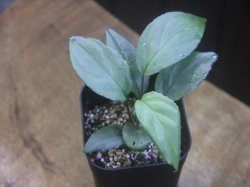 画像2: Homalomena sp. "Silver Bullet GR" from Pulau Lingga【AZ0917-1】