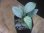 画像2: Homalomena sp. "Silver Bullet GR" from Pulau Lingga【AZ0917-1】 (2)