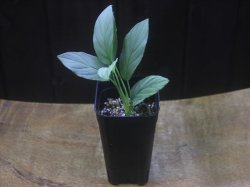 画像4: Homalomena cf. humilis Sumatera Barat【LA0719-02】
