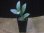 画像4: Homalomena cf. humilis Sumatera Barat【LA0719-02】 (4)