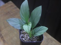 画像2: Homalomena cf. humilis Sumatera Barat【LA0719-02】