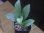 画像2: Homalomena cf. humilis Sumatera Barat【LA0719-02】 (2)