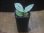 画像4: Begonia sp. " 碧 " from Lubuklinggau【AZ1123-9】 (4)