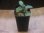 画像4: Homalomena cf. humilis "CAMPFIRE" PP-250206-14 SS Kapuas hulu KAL-BAR (4)