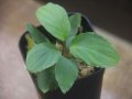 Homalomena cf. humilis "CAMPFIRE" PP-250206-14 SS Kapuas hulu KAL-BAR