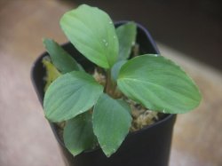画像1: Homalomena cf. humilis "CAMPFIRE" PP-250206-14 SS Kapuas hulu KAL-BAR