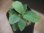 画像1: Homalomena cf. humilis "CAMPFIRE" PP-250206-14 SS Kapuas hulu KAL-BAR (1)