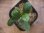 画像2: Homalomena cf. humilis "CAMPFIRE" PP-250206-14 SS Kapuas hulu KAL-BAR (2)
