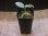 画像4: Schismatoglottis conoidea "雨虎" PP-250513-2 LU Kapuas hulu KAL-BAR (4)