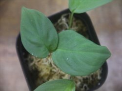 画像3: Homalomena cf. humilis Green PP-250209-1 TP Kapuas hulu KAL-BAR