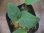 画像3: Homalomena cf. humilis Green PP-250209-1 TP Kapuas hulu KAL-BAR (3)