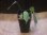 画像4: Schismatoglottis sp. "Cliff" PP-250206-11SS Kapuas hulu KAL-BAR (4)