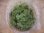 画像2: Leucobryum sp. "tail pillow" PP-250124-6 Berau KAL-TIM (2)