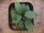 画像2: Homalomena cf. humilis "CAMPFIRE" PP-250206-14 SS Kapuas hulu KAL-BAR (2)
