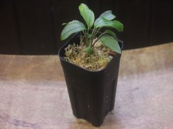 画像4: Homalomena cf. humilis "CAMPFIRE" PP-250206-14 SS Kapuas hulu KAL-BAR