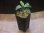 画像4: Homalomena cf. humilis "CAMPFIRE" PP-250206-14 SS Kapuas hulu KAL-BAR (4)