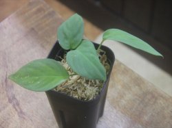 画像2: Homalomena cf. humilis Green PP-250209-1 TP Kapuas hulu KAL-BAR